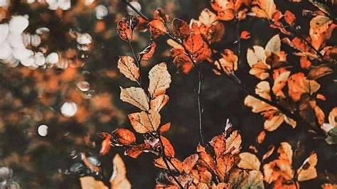 fall background|fall backgrounds aesthetic.